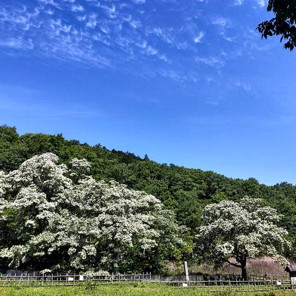 犬山市ヒトツバタゴ、5月夏の花、愛知県犬山市の観光・撮影スポットの名所