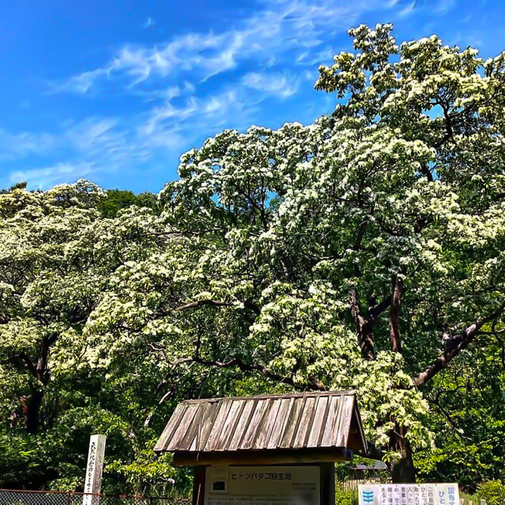 犬山市ヒトツバタゴ、5月夏の花、愛知県犬山市の観光・撮影スポットの名所