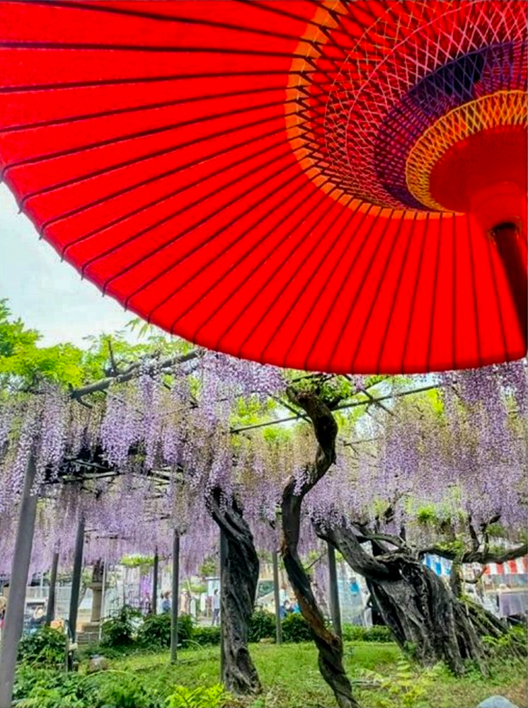 竹鼻別院の藤、５月夏の花、岐阜県羽島市の観光・撮影スポットの画像と写真