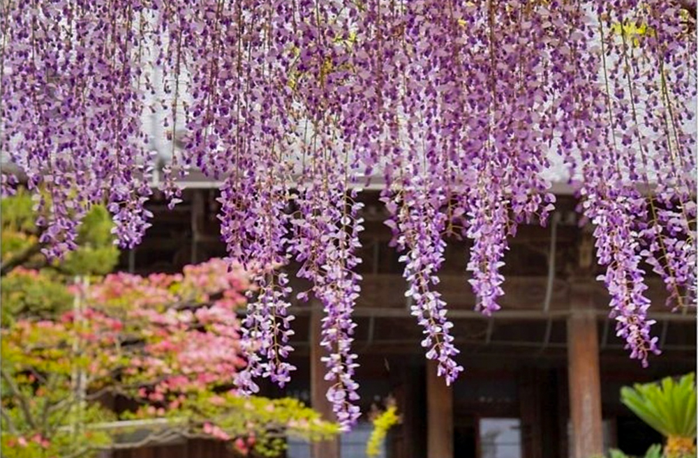 竹鼻別院の藤、５月夏の花、岐阜県羽島市の観光・撮影スポットの画像と写真