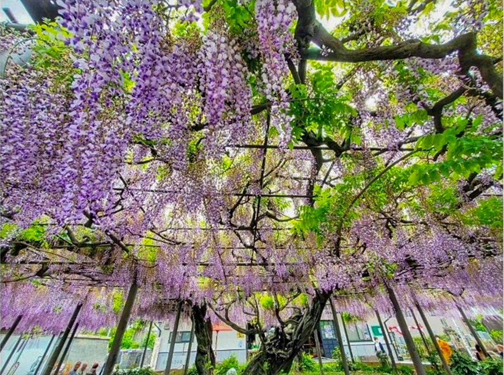 竹鼻別院の藤、５月夏の花、岐阜県羽島市の観光・撮影スポットの画像と写真