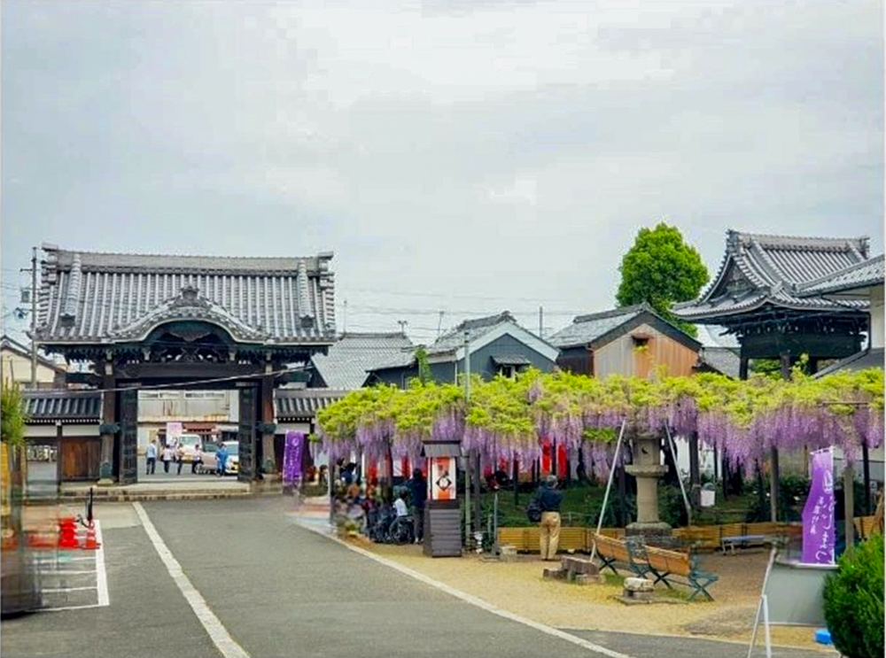 竹鼻別院の藤、５月夏の花、岐阜県羽島市の観光・撮影スポットの画像と写真