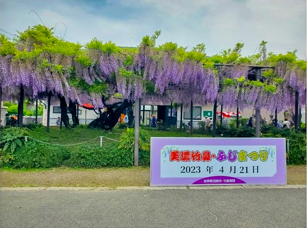 竹鼻別院の藤、５月夏の花、岐阜県羽島市の観光・撮影スポットの画像と写真