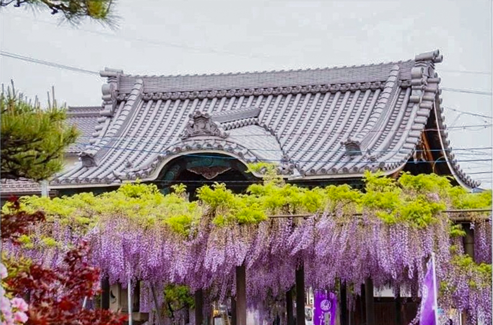 竹鼻別院の藤、５月夏の花、岐阜県羽島市の観光・撮影スポットの画像と写真