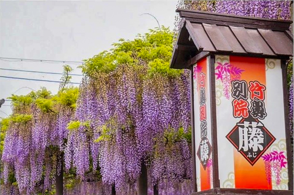 竹鼻別院の藤、５月夏の花、岐阜県羽島市の観光・撮影スポットの画像と写真