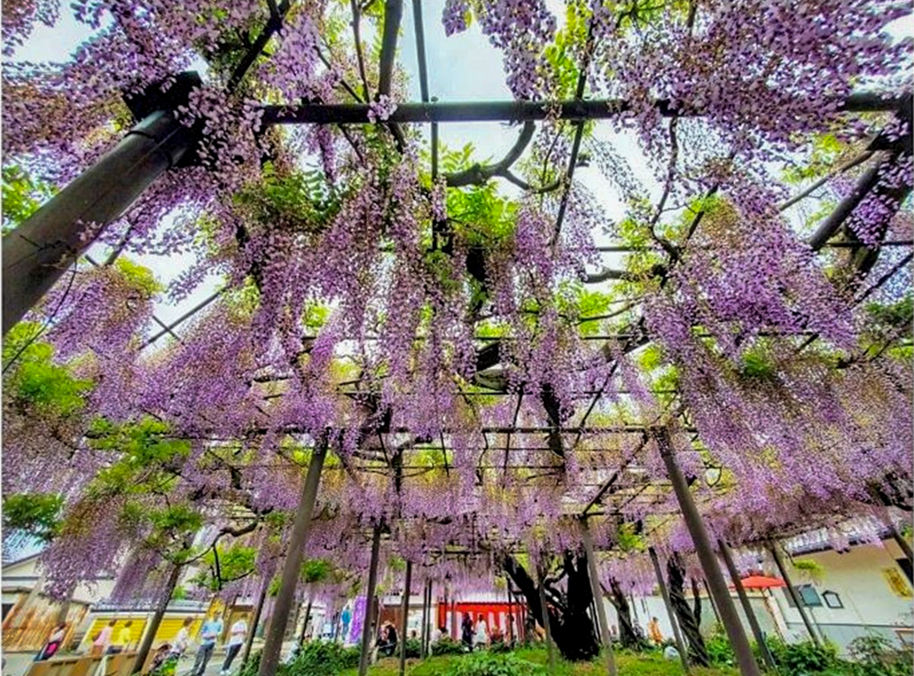 竹鼻別院の藤、５月夏の花、岐阜県羽島市の観光・撮影スポットの画像と写真