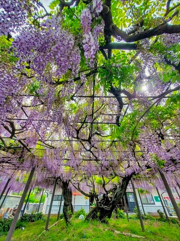 竹鼻別院の藤、５月夏の花、岐阜県羽島市の観光・撮影スポットの画像と写真