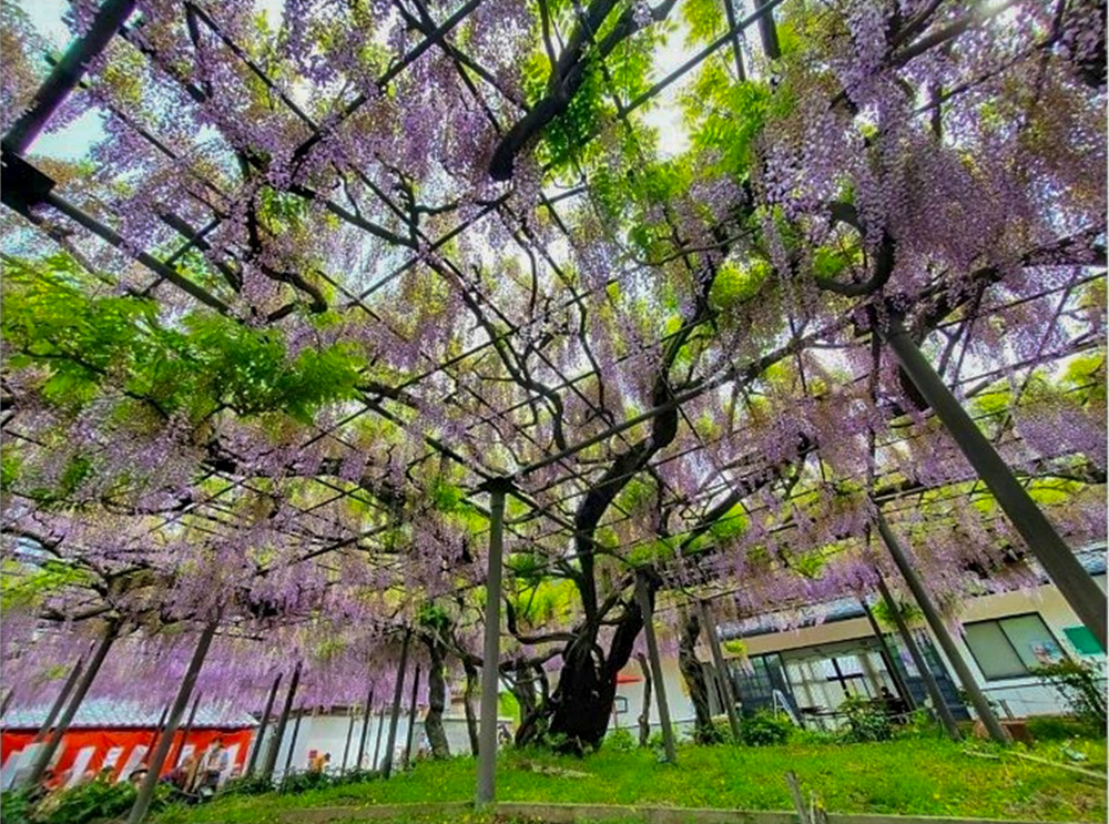 竹鼻別院の藤、５月夏の花、岐阜県羽島市の観光・撮影スポットの画像と写真