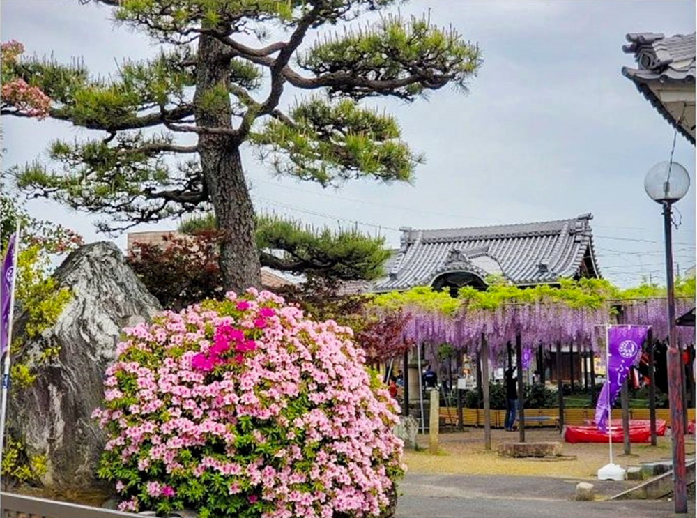 竹鼻別院の藤、５月夏の花、岐阜県羽島市の観光・撮影スポットの画像と写真