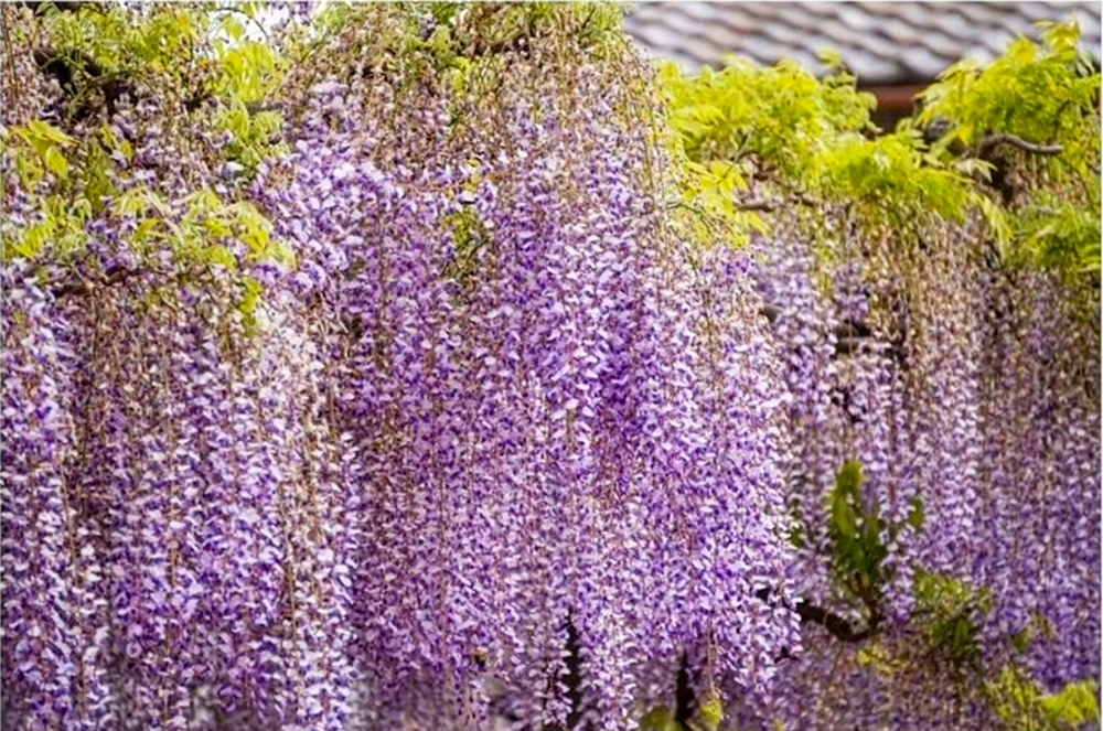 竹鼻別院の藤、５月夏の花、岐阜県羽島市の観光・撮影スポットの画像と写真