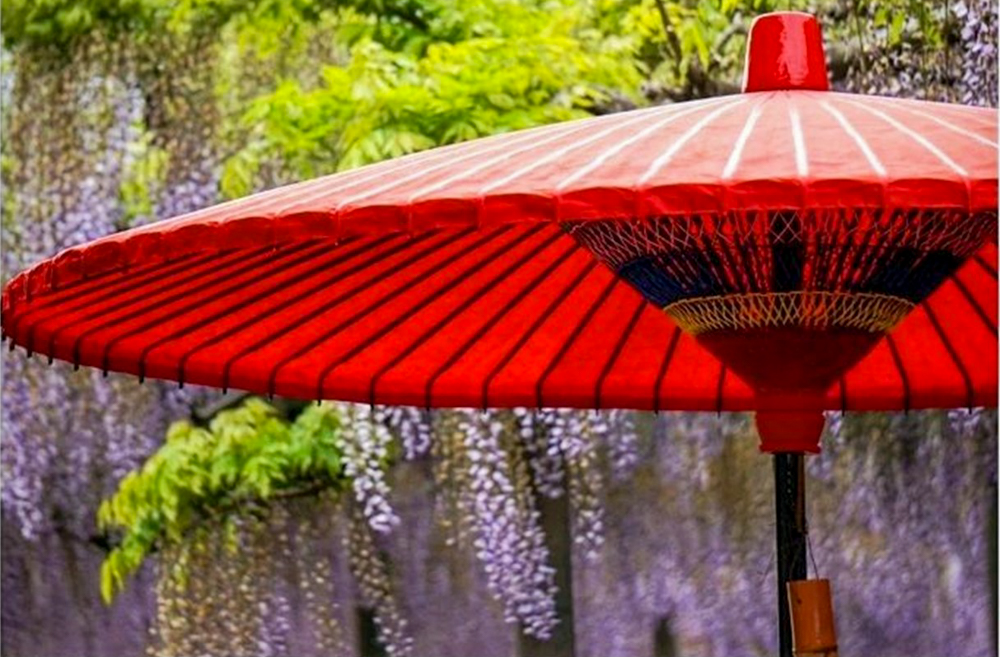 竹鼻別院の藤、５月夏の花、岐阜県羽島市の観光・撮影スポットの画像と写真