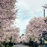 石刀神社、桜、3月春の花、愛知県一宮市の観光・撮影スポットの名所