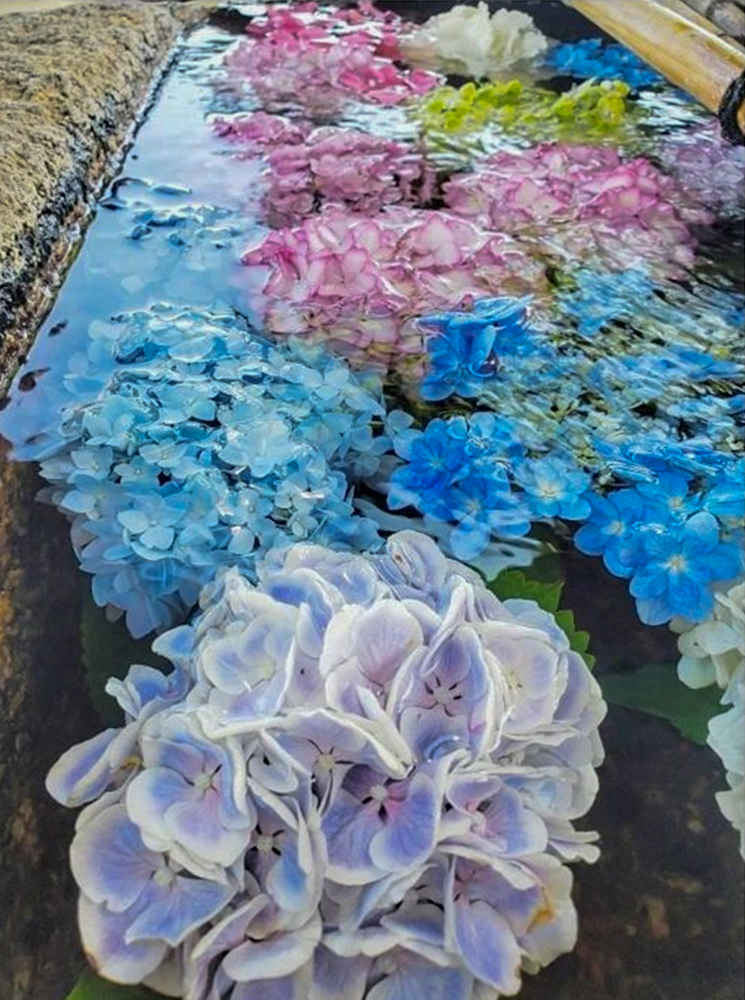 神明社(曽根)、花手水舎、あじさい、6月夏、愛知県一宮市の観光・撮影スポットの名所