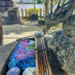 神明社(曽根)、花手水舎、あじさい、6月夏、愛知県一宮市の観光・撮影スポットの名所
