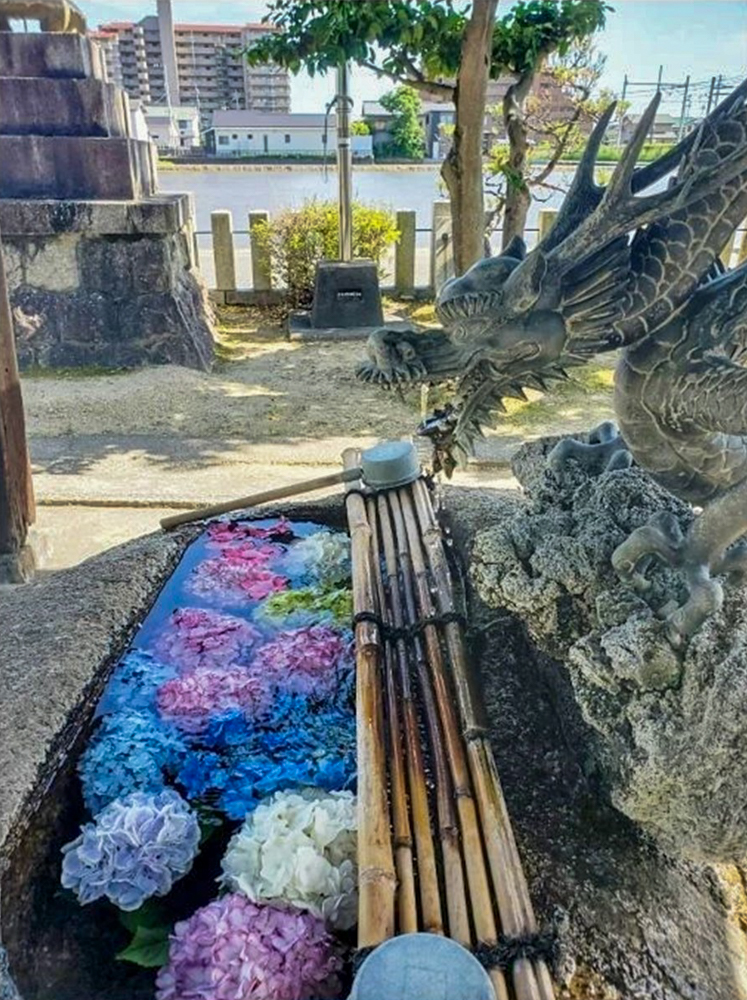 神明社(曽根)、花手水舎、あじさい、6月夏、愛知県一宮市の観光・撮影スポットの名所