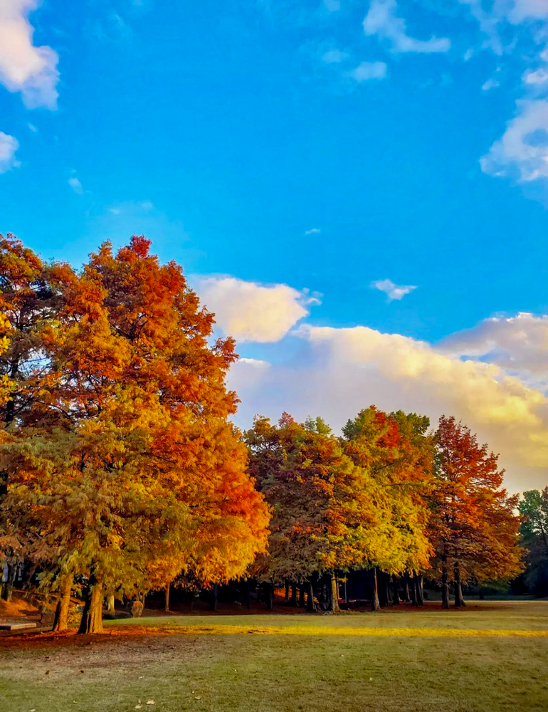 稲沢公園、紅葉、11月秋、愛知県稲沢市の観光・撮影スポットの画像と写真