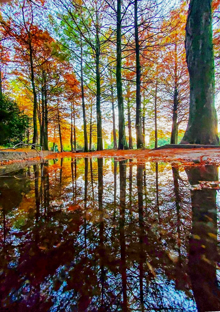 稲沢公園、紅葉、11月秋、愛知県稲沢市の観光・撮影スポットの画像と写真