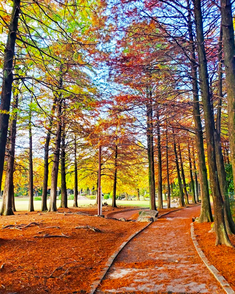 稲沢公園、紅葉、11月秋、愛知県稲沢市の観光・撮影スポットの画像と写真