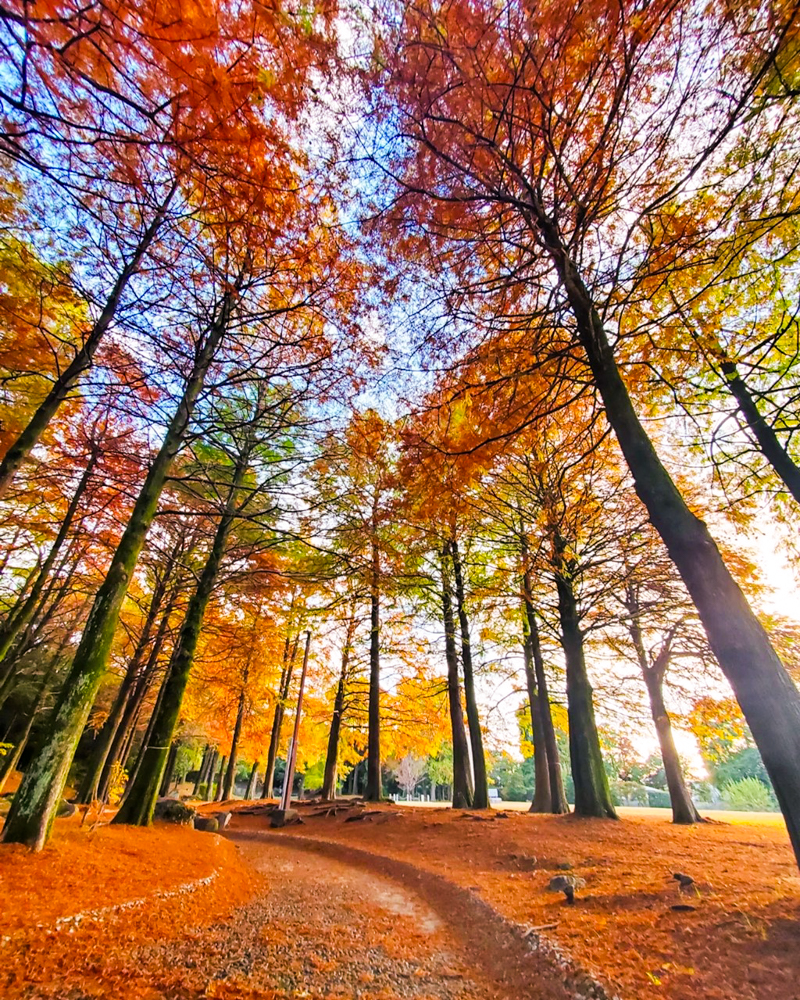 稲沢公園、紅葉、11月秋、愛知県稲沢市の観光・撮影スポットの画像と写真