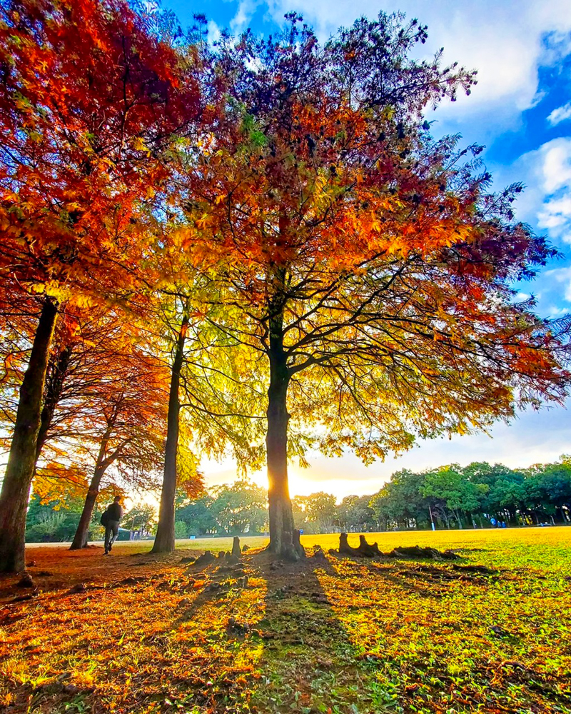 稲沢公園、紅葉、11月秋、愛知県稲沢市の観光・撮影スポットの画像と写真