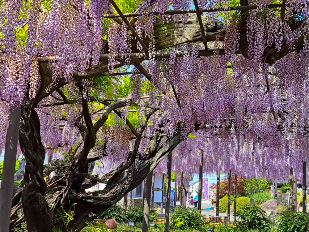 竹鼻別院の藤、５月夏の花、岐阜県羽島市の観光・撮影スポットの画像と写真