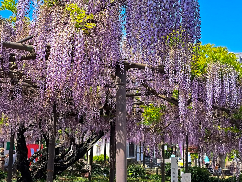 竹鼻別院の藤、５月夏の花、岐阜県羽島市の観光・撮影スポットの画像と写真