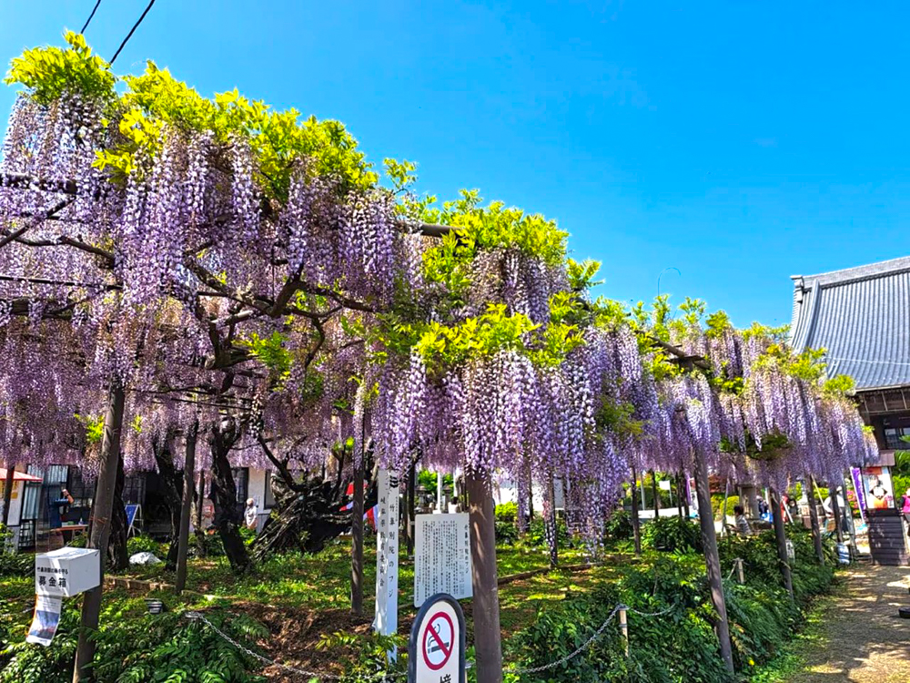 竹鼻別院の藤、５月夏の花、岐阜県羽島市の観光・撮影スポットの画像と写真