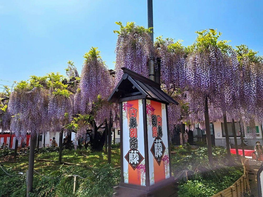 竹鼻別院の藤、５月夏の花、岐阜県羽島市の観光・撮影スポットの画像と写真