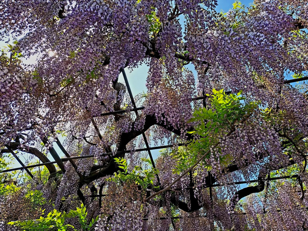 竹鼻別院の藤、５月夏の花、岐阜県羽島市の観光・撮影スポットの画像と写真