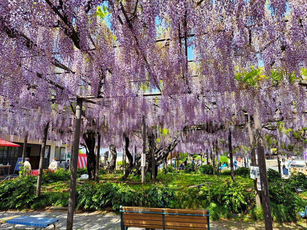 竹鼻別院の藤、５月夏の花、岐阜県羽島市の観光・撮影スポットの画像と写真