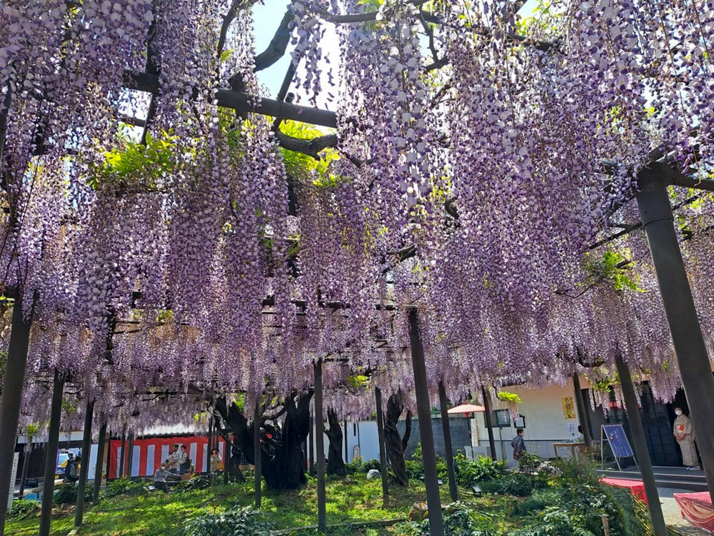 竹鼻別院の藤、５月夏の花、岐阜県羽島市の観光・撮影スポットの画像と写真