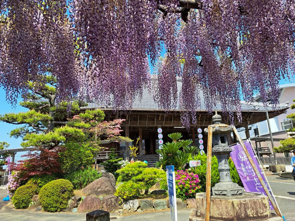 竹鼻別院の藤、５月夏の花、岐阜県羽島市の観光・撮影スポットの画像と写真