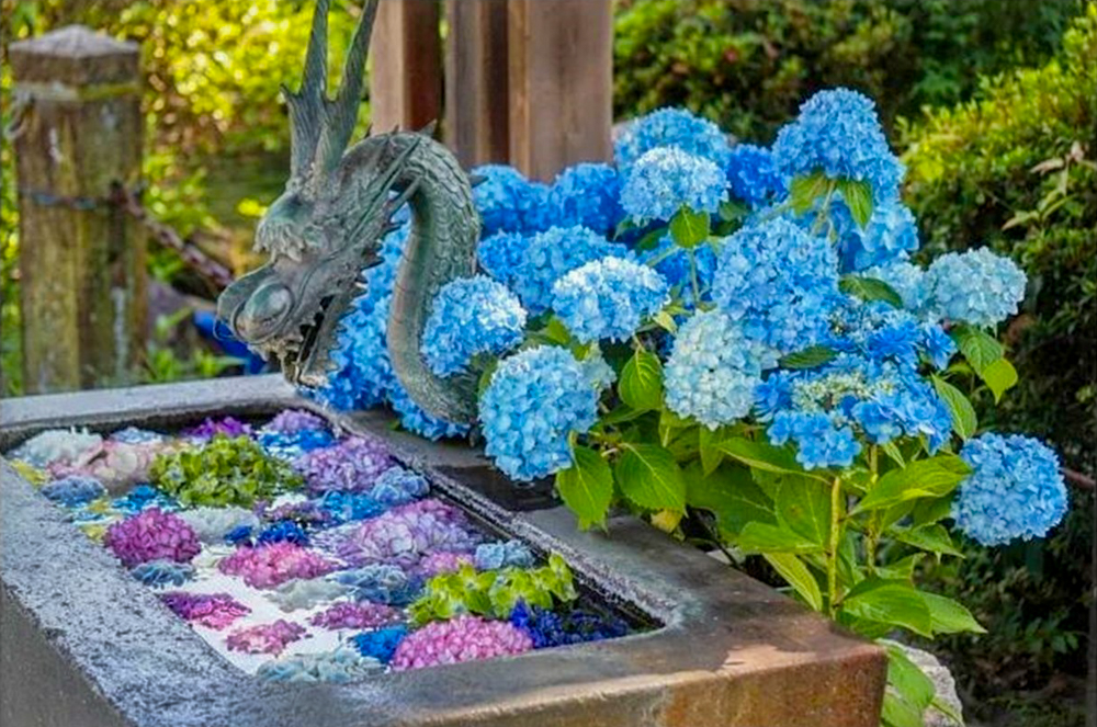 籠守勝手神社、花手水舎、あじさい、6月夏、愛知県一宮市の観光・撮影スポットの名所