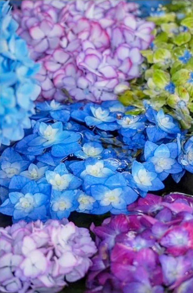 籠守勝手神社、花手水舎、あじさい、6月夏、愛知県一宮市の観光・撮影スポットの名所