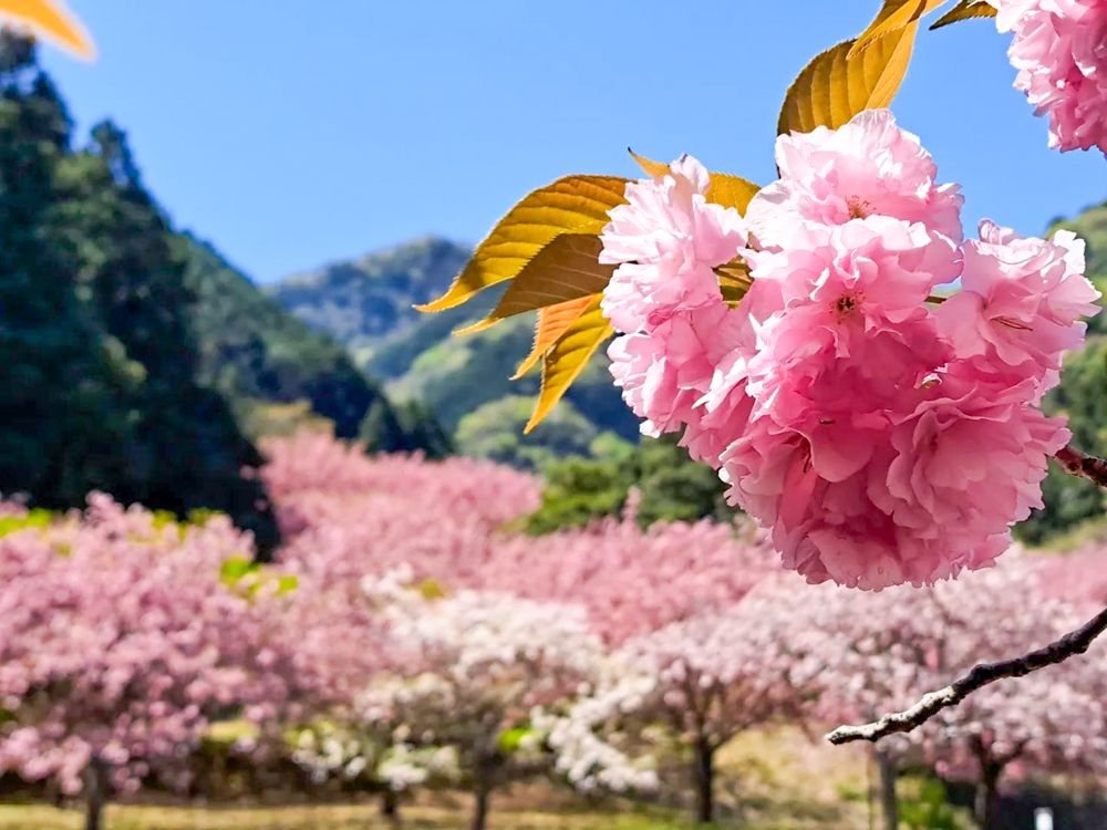 羽根谷だんだん公園、八重桜、3月春の花、岐阜県海津市の観光・撮影スポットの画像と写真
