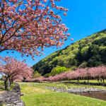 羽根谷だんだん公園、八重桜、3月春の花、岐阜県海津市の観光・撮影スポットの画像と写真
