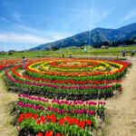 般若畑のチューリップ。4月春の花、岐阜県揖斐郡の観光・撮影スポットの名所