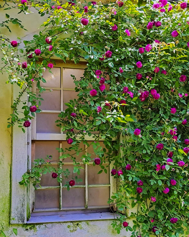 花遊庭、5月の夏の花、愛知県豊田市の観光・撮影スポットの画像と写真