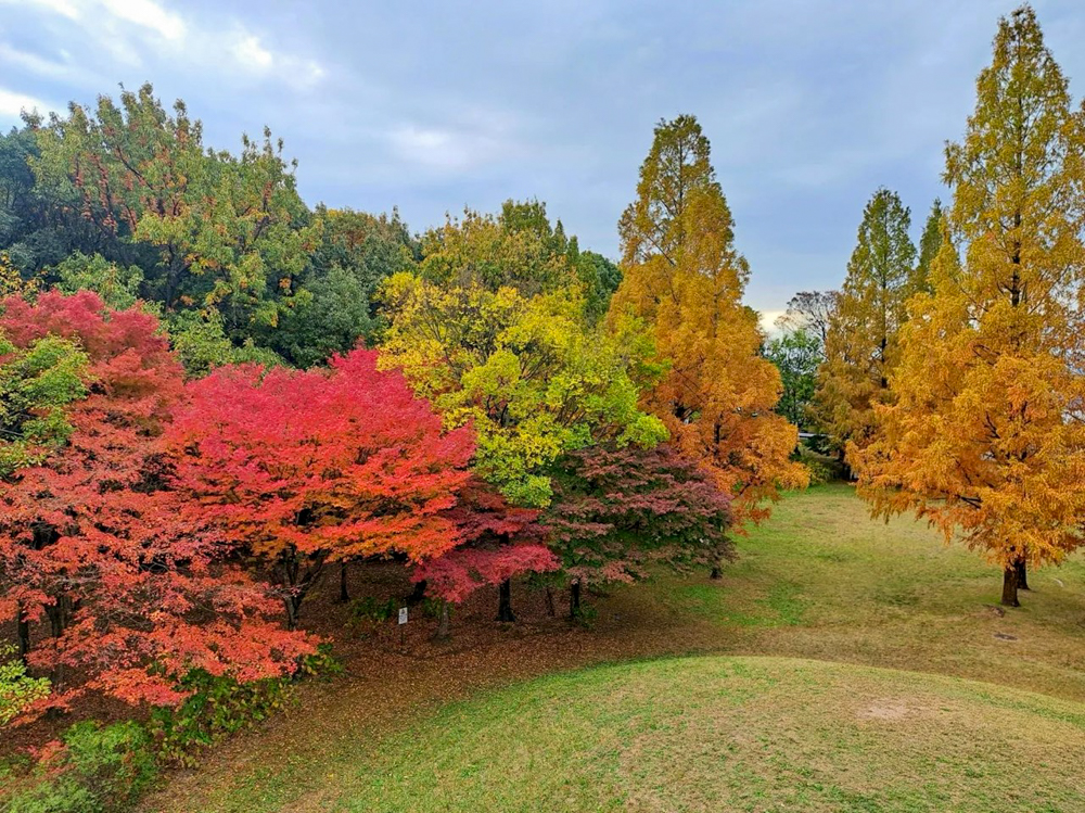 茶屋ヶ坂公園、紅葉、11月秋、名古屋市千種区の観光・撮影スポットの画像と写真