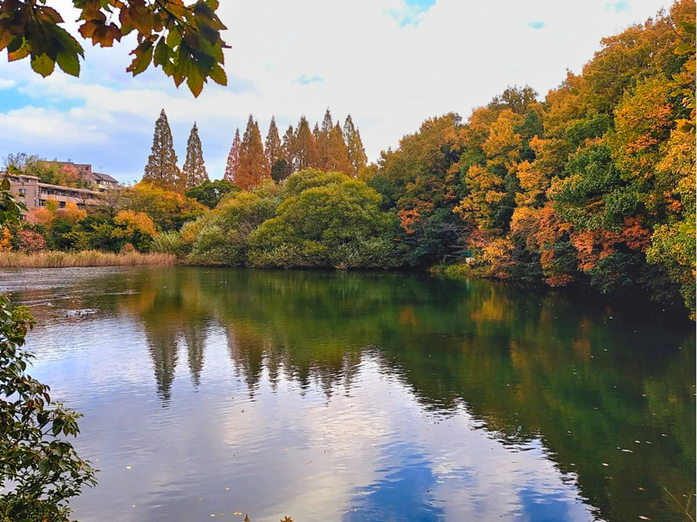 茶屋ヶ坂公園、紅葉、11月秋、名古屋市千種区の観光・撮影スポットの画像と写真
