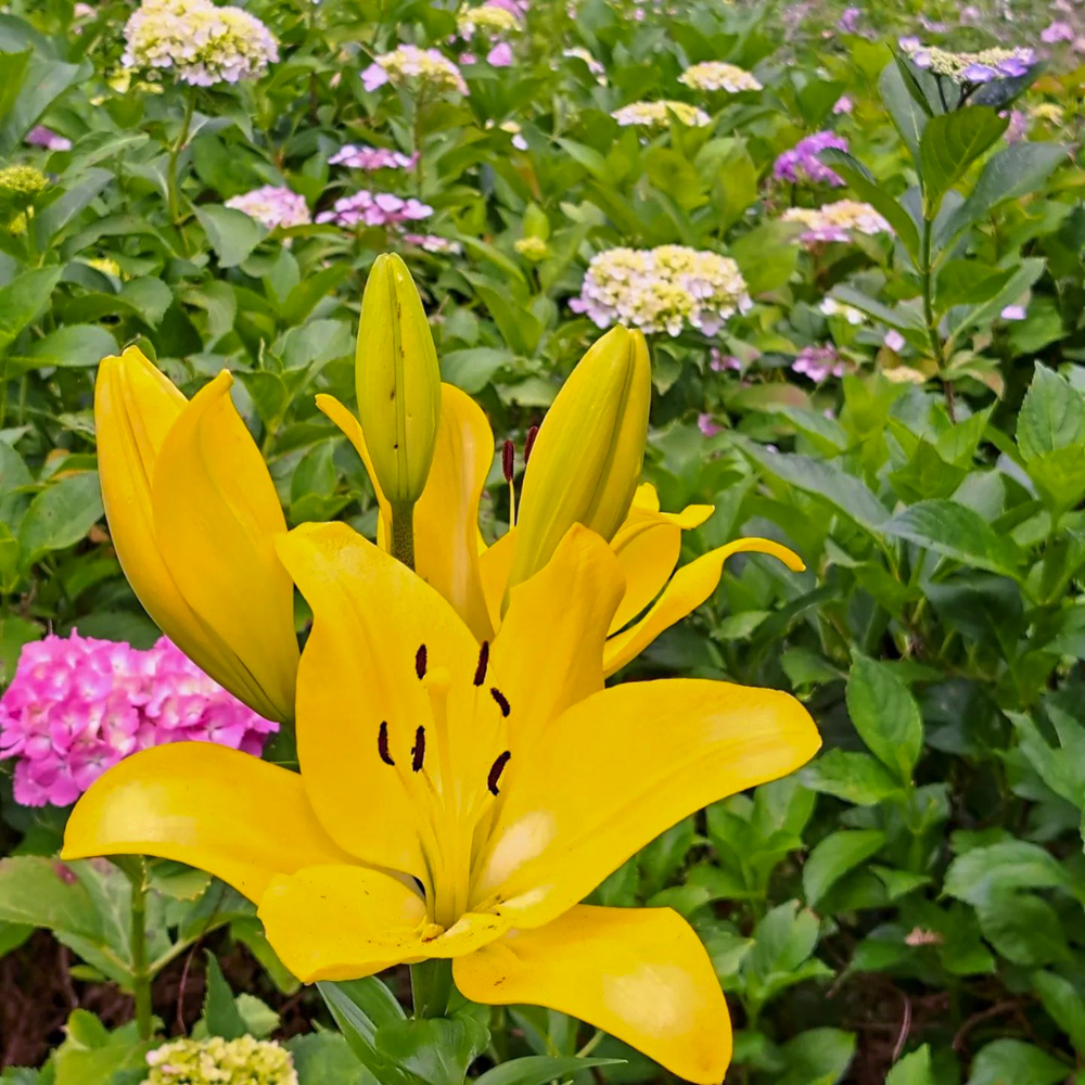茶屋ヶ坂公園、ユリ、夏の花、名古屋市千種区の観光・撮影スポットの画像と写真
