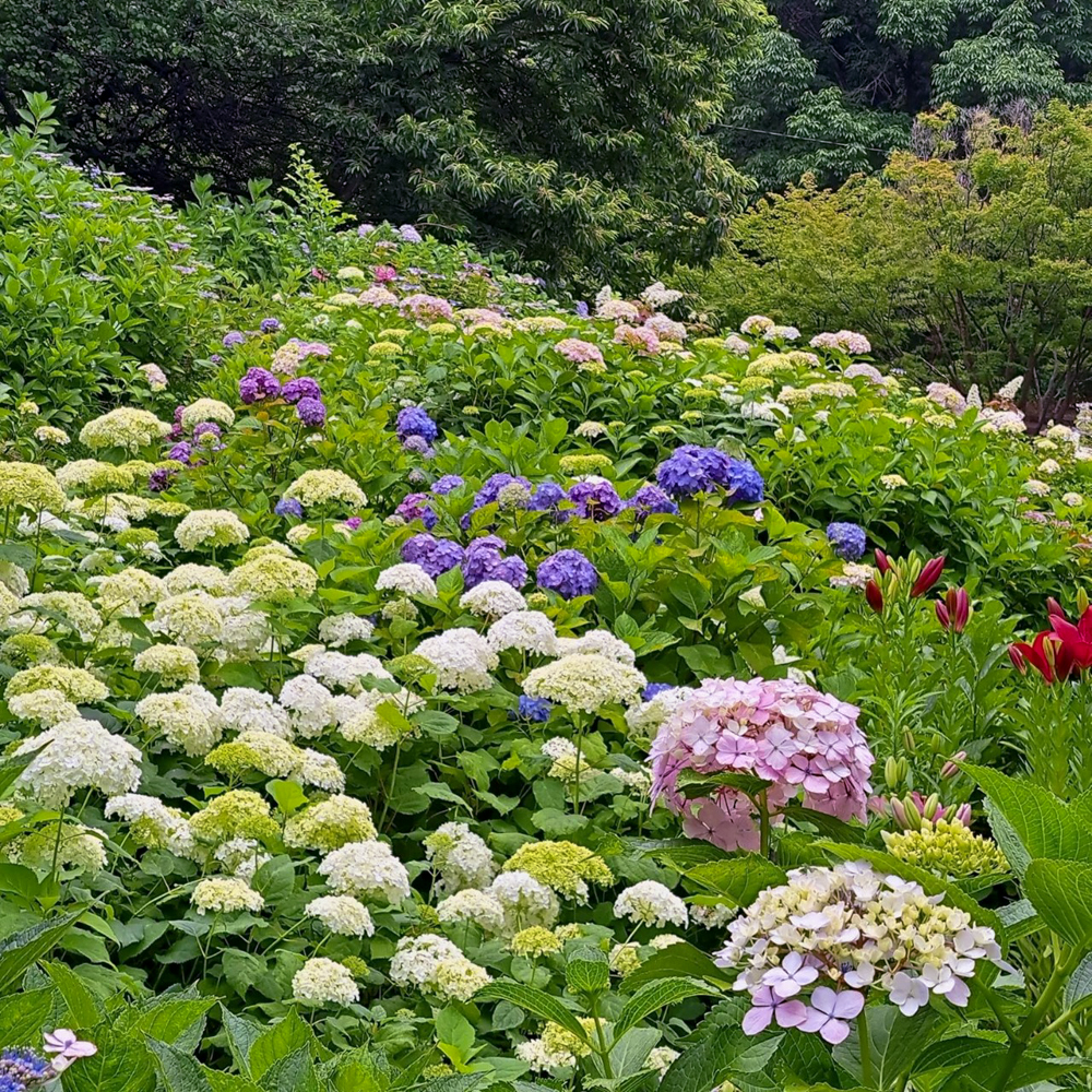 茶屋ヶ坂公園、あじさい、夏の花、名古屋市千種区の観光・撮影スポットの画像と写真