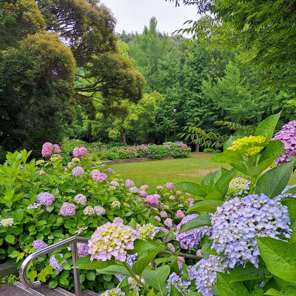 茶屋ヶ坂公園、あじさい、夏の花、名古屋市千種区の観光・撮影スポットの画像と写真