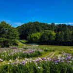 西尾いきものふれあいの里 、花しょうぶ、6月夏の花、愛知県西尾市の観光・撮影スポットの名所