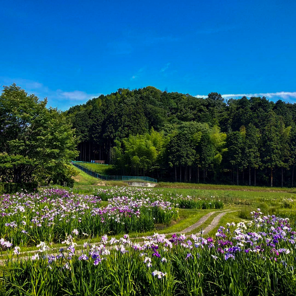 西尾いきものふれあいの里 、花しょうぶ、6月夏の花、愛知県西尾市の観光・撮影スポットの名所