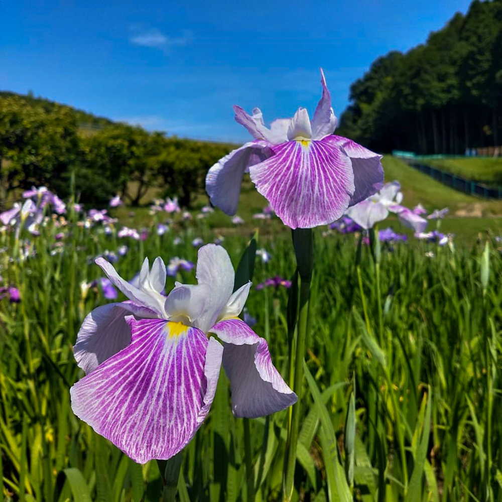 西尾いきものふれあいの里 、花しょうぶ、6月夏の花、愛知県西尾市の観光・撮影スポットの名所