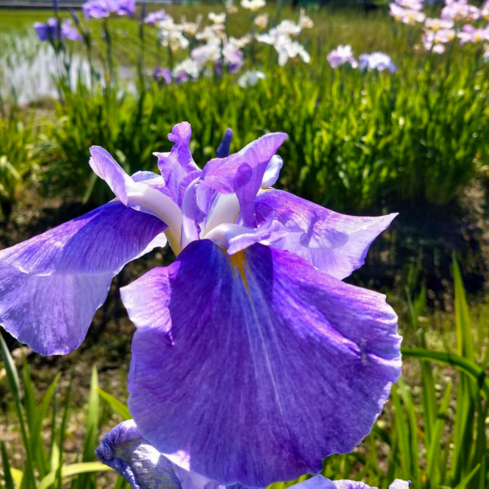 西尾いきものふれあいの里 、花しょうぶ、6月夏の花、愛知県西尾市の観光・撮影スポットの名所