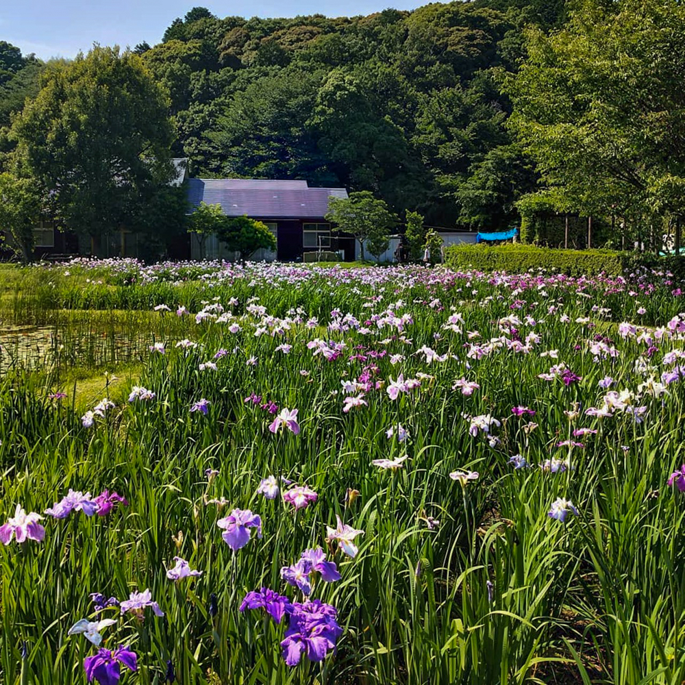 西尾いきものふれあいの里 、花しょうぶ、6月夏の花、愛知県西尾市の観光・撮影スポットの名所