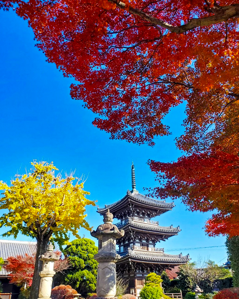 野見山明蔵寺 、紅葉、11月秋、愛知県稲沢市の観光・撮影スポットの画像と写真