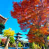 野見山明蔵寺 、紅葉、11月秋、愛知県稲沢市の観光・撮影スポットの画像と写真